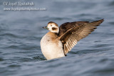 Long-tailed Duck (Oldsquaw)