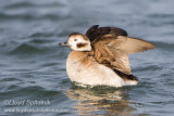 Long-tailed Duck (Oldsquaw)