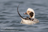 Long-tailed Duck (Oldsquaw)