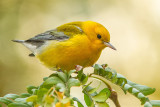 Prothonotary Warbler 