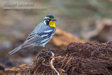 Yellow-throated Warbler 