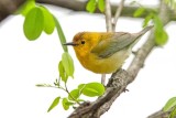 Prothonotary Warbler