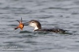 Common Loon