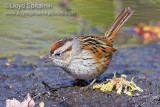 Swamp Sparrow