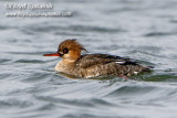 Red-breasted Merganser (immature male)