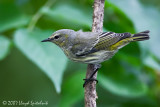 Cape May Warbler