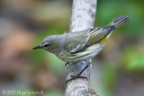 Cape May Warbler