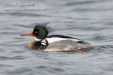 Red-breasted Merganser