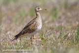 Upland Sandpiper