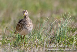 Upland Sandpiper