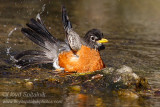 American Robin