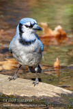 Blue Jay