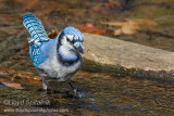 Blue Jay