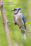 Blue Jay