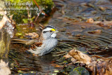 White-throated Sparrow