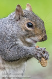 Eastern Gray Squirrel