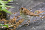 Veery