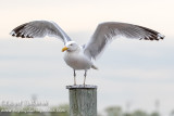 Herring Gull