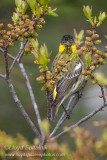 Cape May Warbler