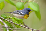 Northern Parula