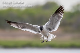 Laughing Gull