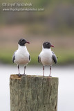 Laughing Gull
