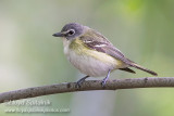 Blue-headed Vireo