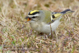 Golden-crowned Kinglet