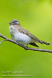 Red-eyed Vireo