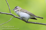 Red-eyed Vireo