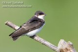 Tree Swallow