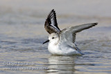 Sanderling