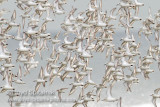 Sanderling