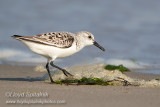 Sanderling