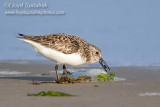 Sanderling