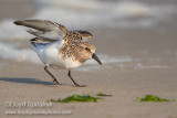 Sanderling