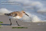 Sanderling