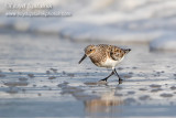 Sanderling