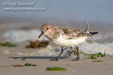 Sanderling