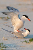 Common Tern