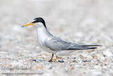 Least Tern