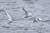 Common Tern