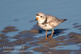 Piping Plover