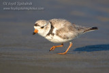 Piping Plover