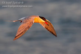 Common Tern
