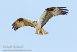 Osprey