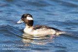Bufflehead (immature male)