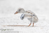 Black Skimmer