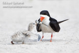Black Skimmer