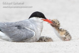 Common Tern